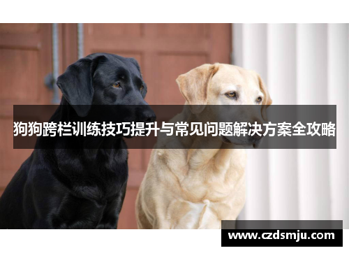 狗狗跨栏训练技巧提升与常见问题解决方案全攻略